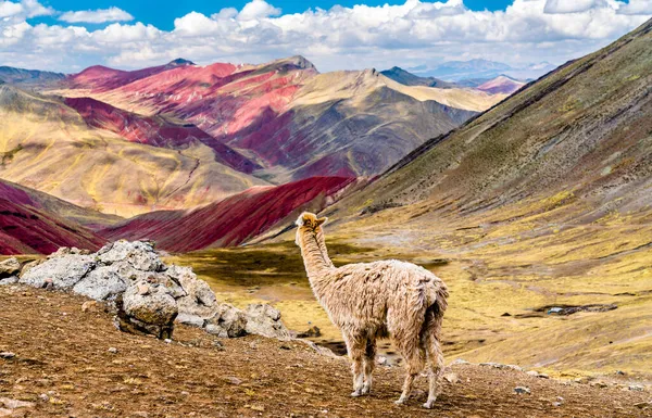 Alpaca nas montanhas do arco-íris de Palccoyo no Peru — Fotografia de Stock
