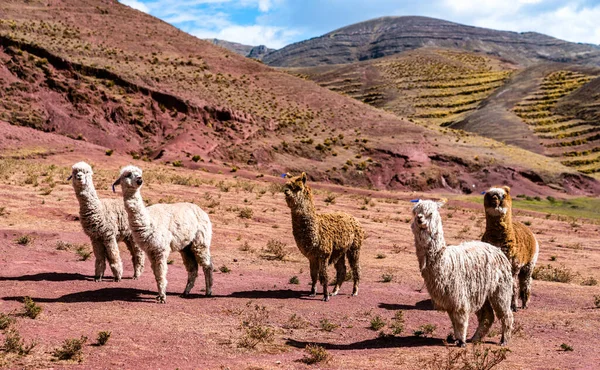 Alpacas en las montañas del arco iris de Palccoyo en Perú — Foto de Stock