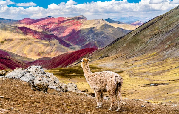 Alpaca στο Palccoyo ουράνιο τόξο βουνά στο Περού Εικόνα Αρχείου
