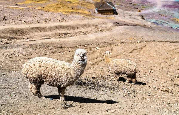 Alpacas at Vinicunca rainbow mountain in Peru — Stock Photo, Image