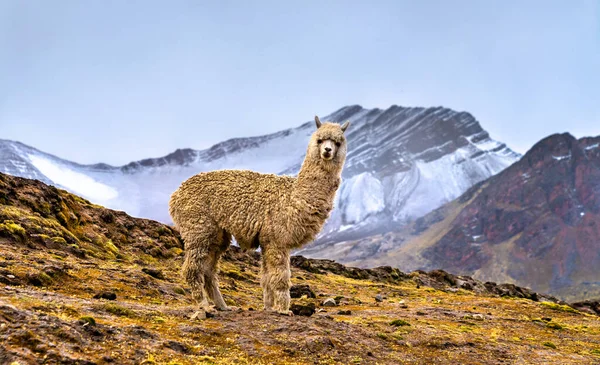Alpaca na montanha do arco-íris Vinicunca, no Peru Imagens Royalty-Free