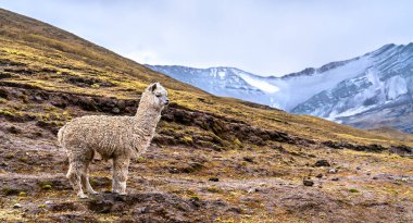 Peru 'daki Vinicunca Gökkuşağı Dağı' nda Alpaca