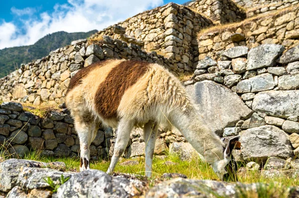 Llama at Machu Picchu in Peru — Foto de Stock