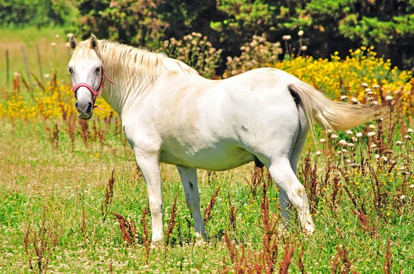 典型的な白いカマルグの馬、フランス — ストック写真