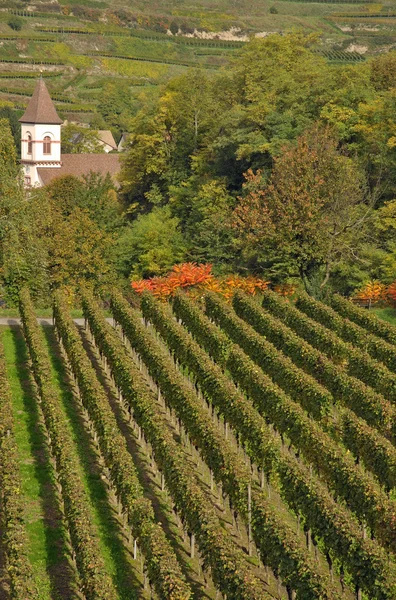 Achkarren, Kaiserstuhl 지역, 삼림 지 대, 독일 — 스톡 사진