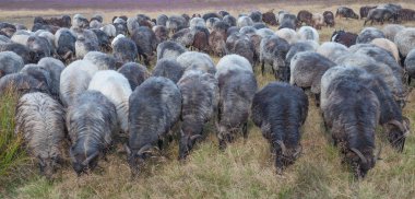 Moorland Sheep,Lueneburg Heath,Germany clipart