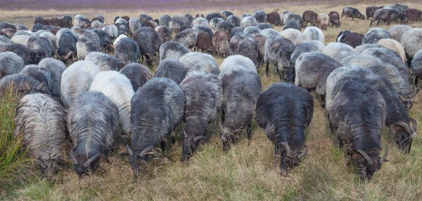 Moorland får, lueneburg heath, Tyskland Stockbild