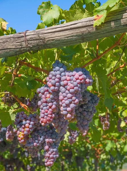 Tradiční víno roste v Jižním Tyrolsku nedaleko Merano, Itálie — Stock fotografie