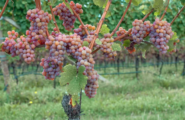 Gewurztraminer asma, tramin, merano, İtalya yakınındaki Güney Tirol — Stok fotoğraf