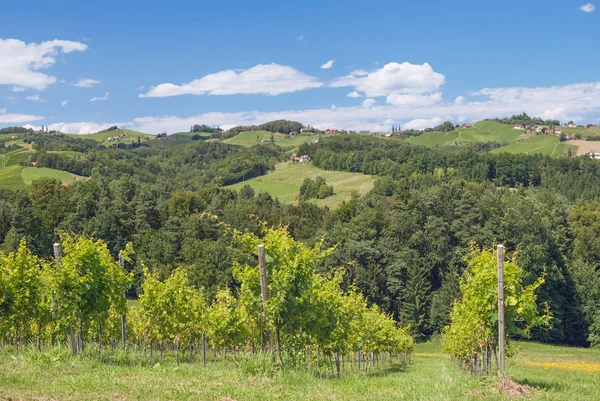 Vineyard Landskab i Steiermark, Østrig - Stock-foto