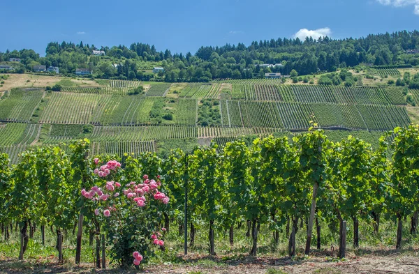 Vingården vid Mosel-floden, Moseldalen, Tyskland — Stockfoto