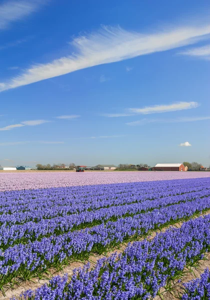 Květinová pole, lisse, Nizozemsko — Stock fotografie
