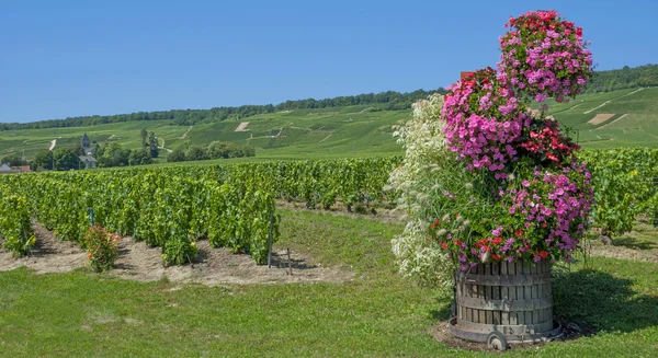 Weinbaulandschaft in der Champagnerregion in der Nähe von Epernay und Oger, Frankreich — Stockfoto