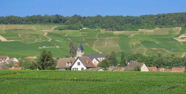 Vingården landskapet i regionen Champagne, Frankrike — Stockfoto