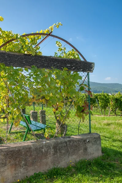 Idyllc Place at german Wine Route — Stock Photo, Image