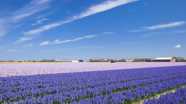 Květinové pole v Lisse, Nizozemsko, Benelux — Stock fotografie