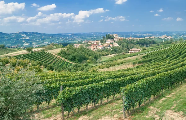 Wijngaard landschap, Piemonte, Italië — Stockfoto