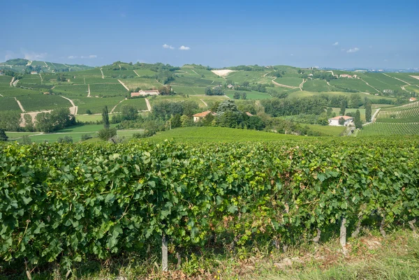 Wijngaard landschap, Piemonte, Italië — Stockfoto