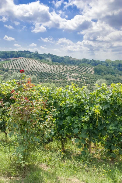 Weinbaulandschaft und Olivenhain, Piemont, Italien — Stockfoto