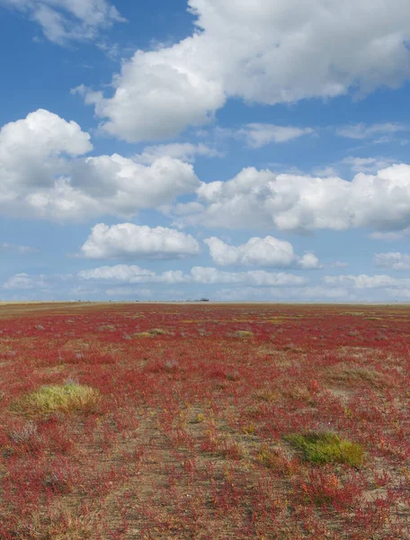 Kwitnące Bagna Samphire Lub Glasswort Salicornia Europaea Morze Północne Fryzja — Zdjęcie stockowe