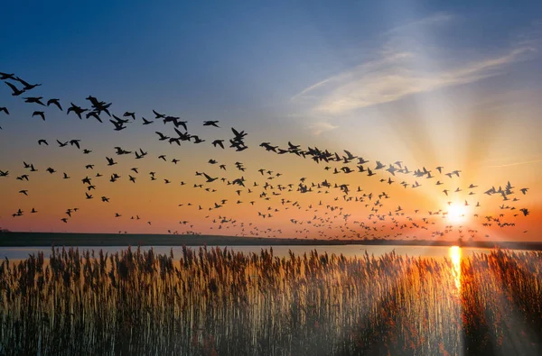 Barnacle Goose Branta Lökopsis Kuzey Denizi Nde Kış Uykusuna Yatar — Stok fotoğraf