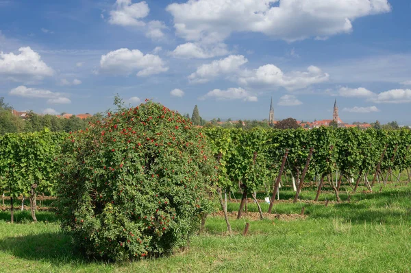 Wine Village Edenkoben Região Vinícola Palatinado Renânia Palatinado Alemanha — Fotografia de Stock