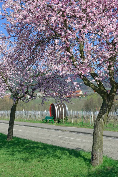 Blooming Almond Tree Palatinate Wine Region Rhineland Palatinate Germany — Stock Photo, Image