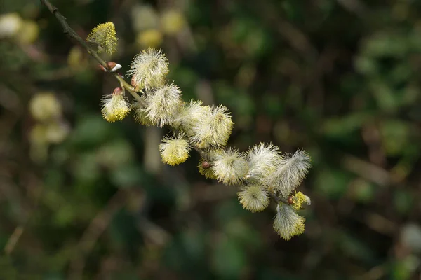 Salgueiro Cabra Salix Caprea Flor Renânia Alemanha — Fotografia de Stock
