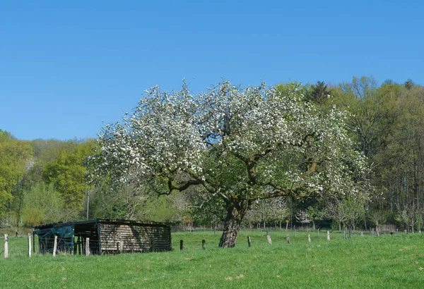 Fruit Trees Bloom Solingen Unterrueden Bergisches Land Germany —  Fotos de Stock