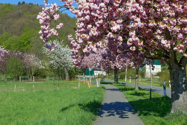 開花中の果物の木 Solingen Unterrueden Bergisches Land Germany — ストック写真