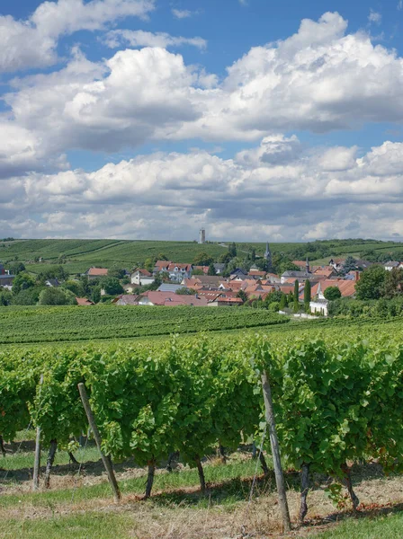 Wine Village Vendersheim Rhinehessen Wine Region Rhineland Palatinate Germany — 스톡 사진