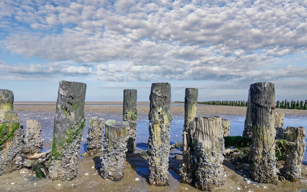 acorn barnacles (Semibalanus balanoides) at wood stake,North Sea,Wattenmeer National Park,Germany