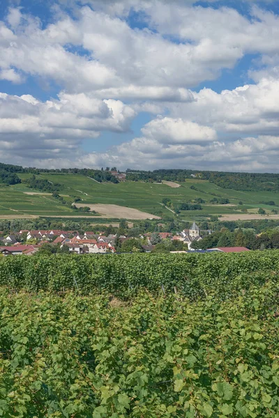 Vineyard Landscape Rhinehessen Wine Region Close Grosswinternheim Germany — 스톡 사진