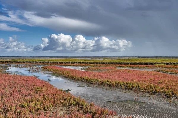 Kwelder Met Algemeen Glaskruid Salicornia Europaea Bloei Aan Noordzee Noord — Stockfoto