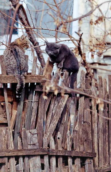 Many different street cats