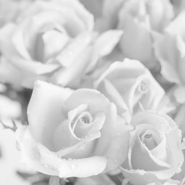 Orange roses, black & white — Stock Photo, Image