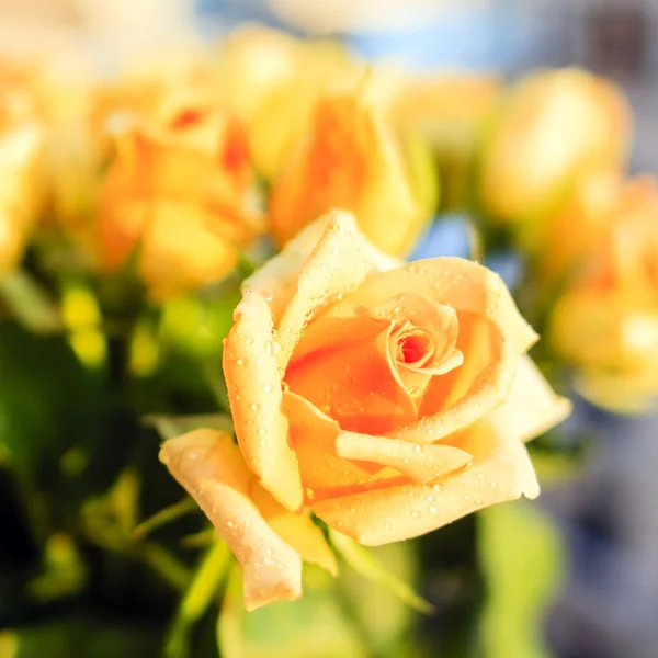 Orange rose with roses in the background — Stock Photo, Image