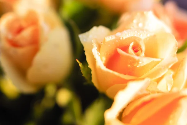 Orange roses with morning dew — Stock Photo, Image