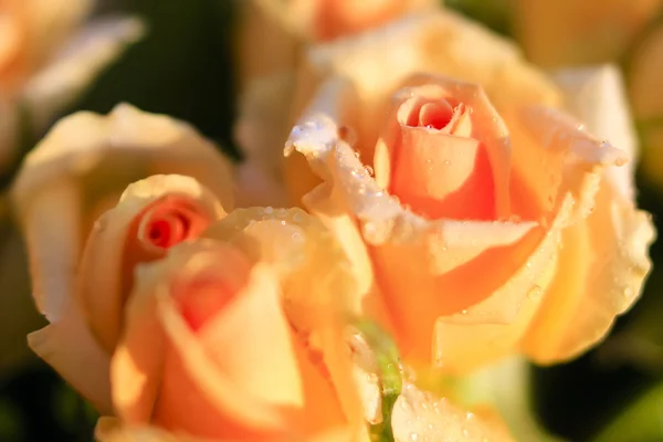 Orange roses with morning dew, close shot — Stock Photo, Image