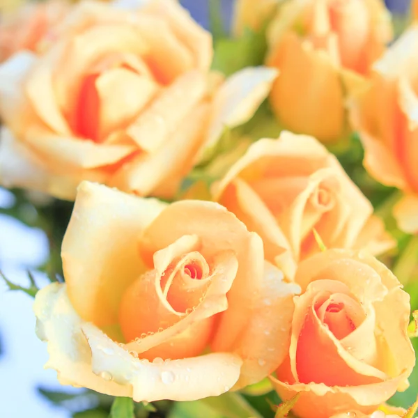 Orange roses in foreground and background, square format — Stock Photo, Image