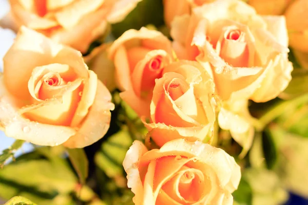 Five orange roses with morning dew — Stock Photo, Image