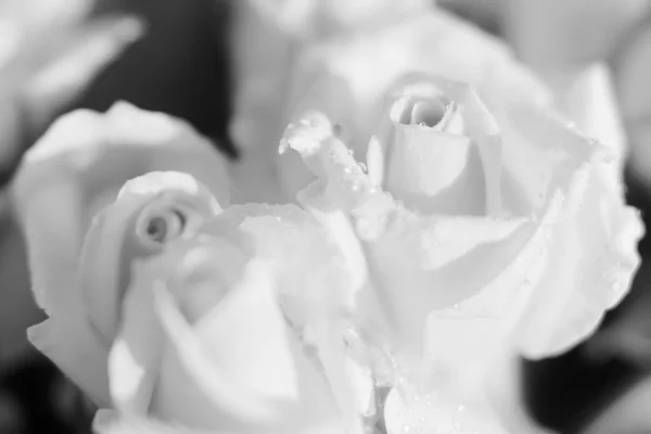 Orange roses, black & white — Stock Photo, Image