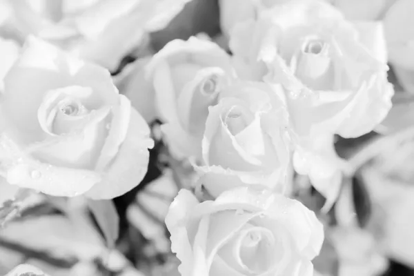 Five orange roses, black & white — Stock Photo, Image