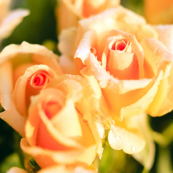 Three orange roses, square format — Stock Photo, Image