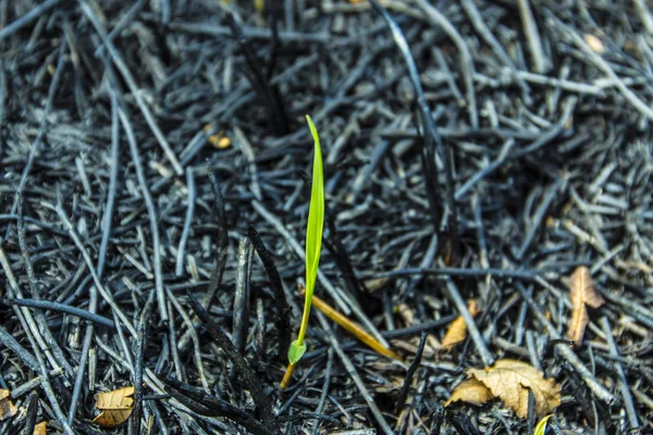 Young plant growe from ash after fire — Stock Photo, Image