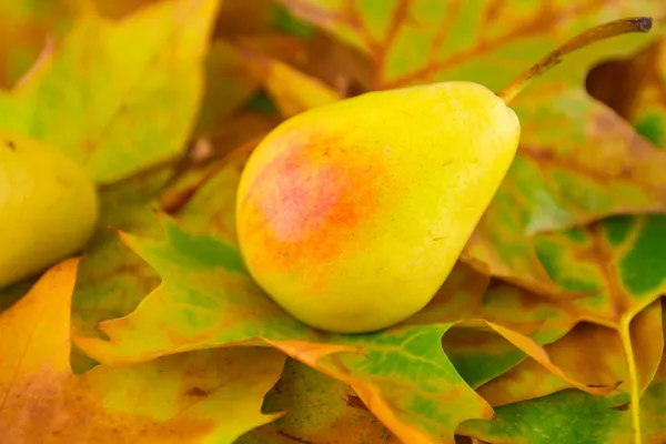 Ripe pear on foliage — Stock Photo, Image