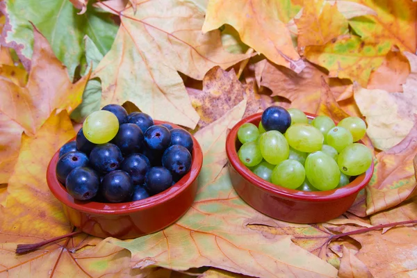 Grapes in pots with one intruder — Stock Photo, Image