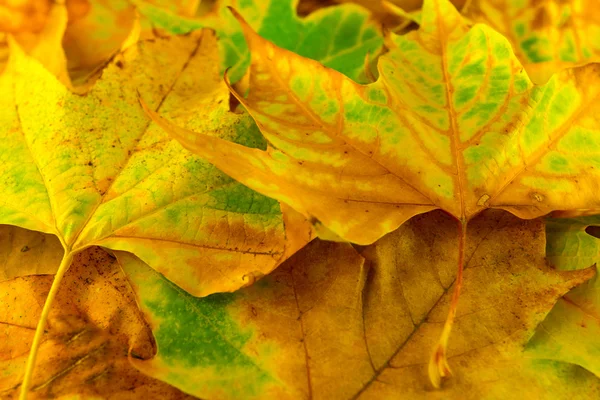 Feuilles d'automne gros plan — Photo