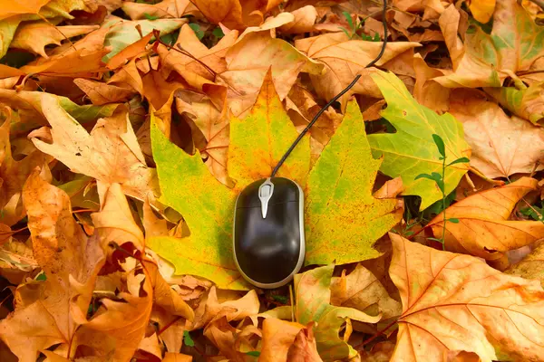 Computer mouse on leaves — Stock Photo, Image