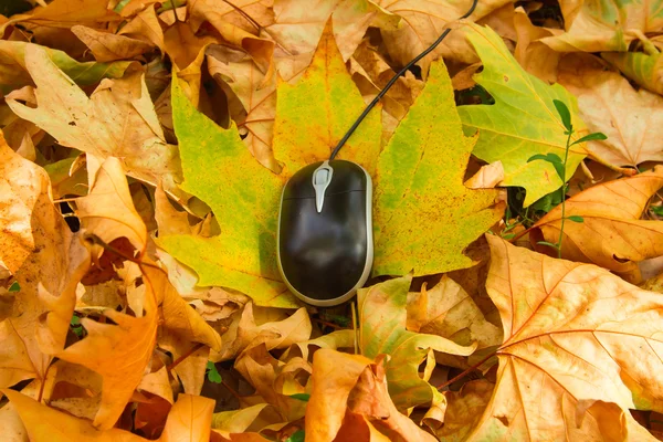 Computer mouse on leaves — Stock Photo, Image